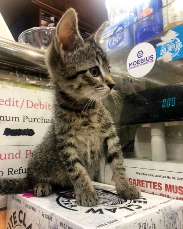 好勤勞的貓貓，小小年紀就出來打工補貼家用了