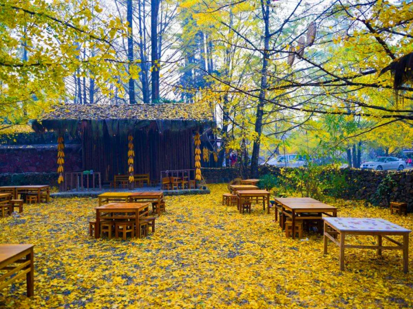 雲南騰衝丨銀杏村“換裝”時節葉正黃