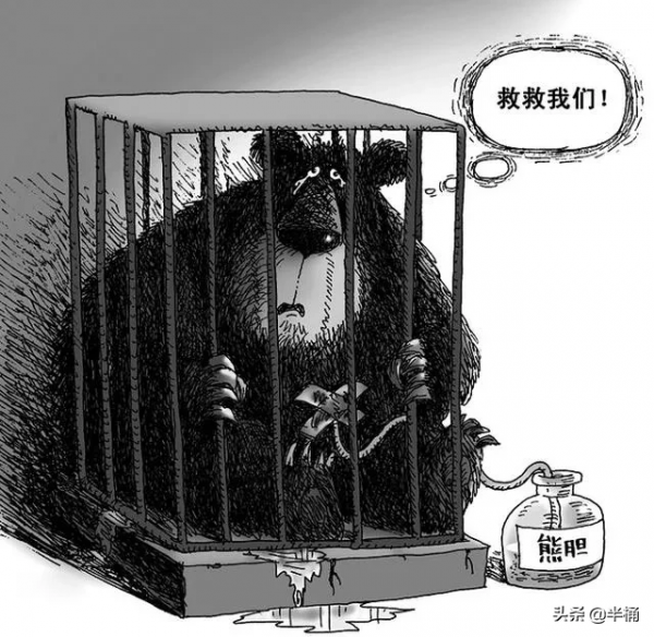 “活熊取膽”慘無人道，為何我國仍然允許從活熊體內取膽汁？
