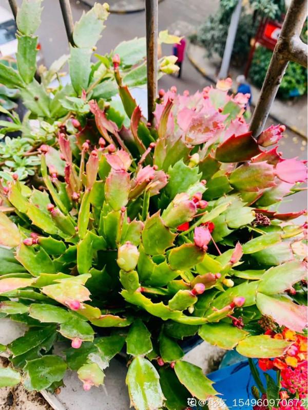 養花一直不開花，給他套個黑塑膠袋，花苞呼呼冒