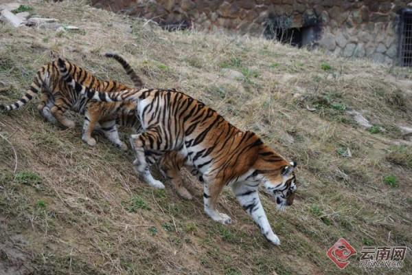 「高畫質組圖」虎虎生威！雲南野生動物園萌虎下山了