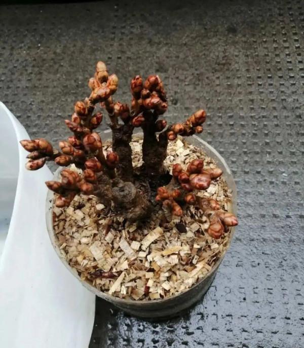 臘月買花，8種花白送都別要，養不活，還惹一肚子氣