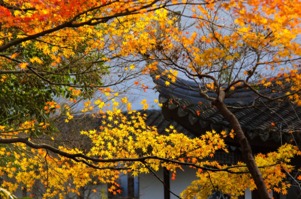 「詩詞鑑賞」遇見初冬,十首初冬的詩詞,遇見初冬別樣的美 「詩詞鑑賞」遇見初冬,十首初冬的詩詞,遇見初冬別樣的美