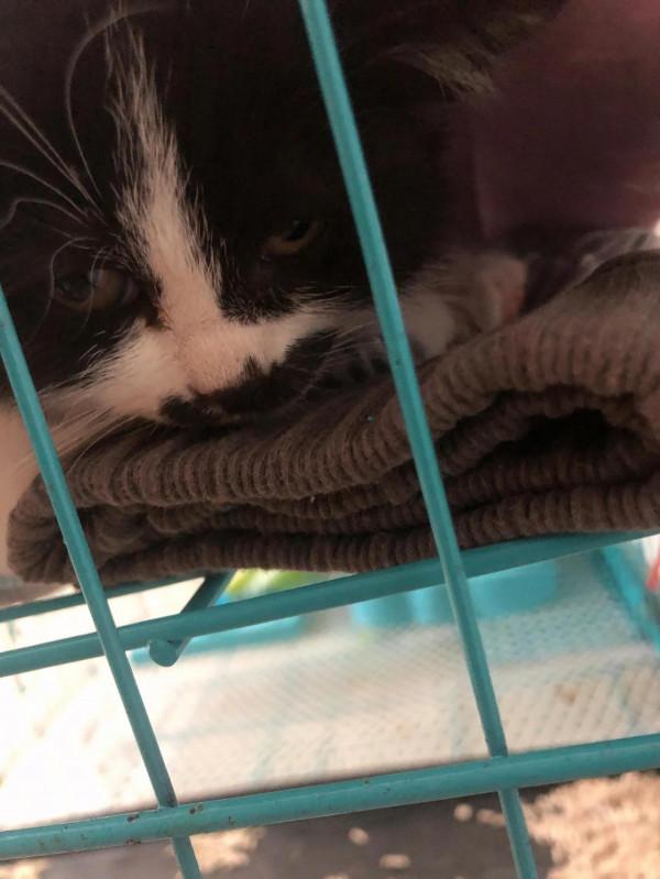 小貓奇奇來新家第六天了 小貓奇奇來新家第六天了