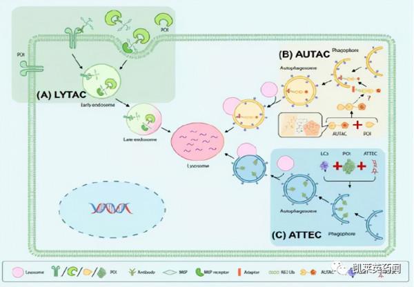 聚焦藥靶：比PROTAC應用更廣泛的溶酶體降解技術的發展和挑戰