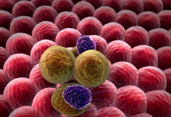 變異“肌肉”豬:人類透過基因改造,製造出來的怪物,你敢吃嗎 變異“肌肉”豬:人類透過基因改造,製造出來的怪物,你敢吃嗎