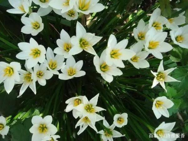 蔥蘭——花開有時（14）