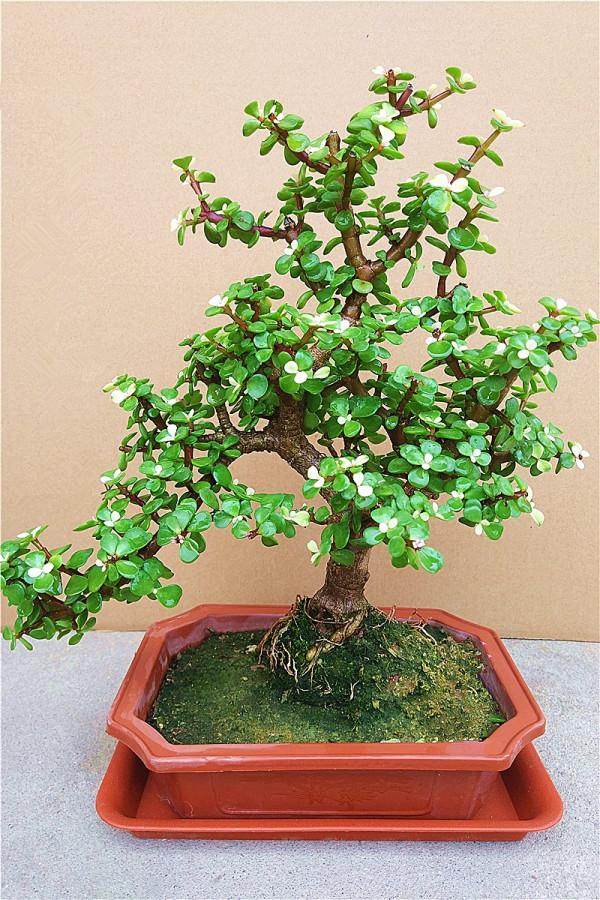 6種&OpenCurlyDoubleQuote;小多肉&rdquo;，輕鬆養成&OpenCurlyDoubleQuote;樹&rdquo;，身高八米，開花漂亮