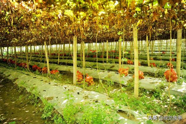 山村村民掙錢不出村，收入越高卻越後悔，看咋回事