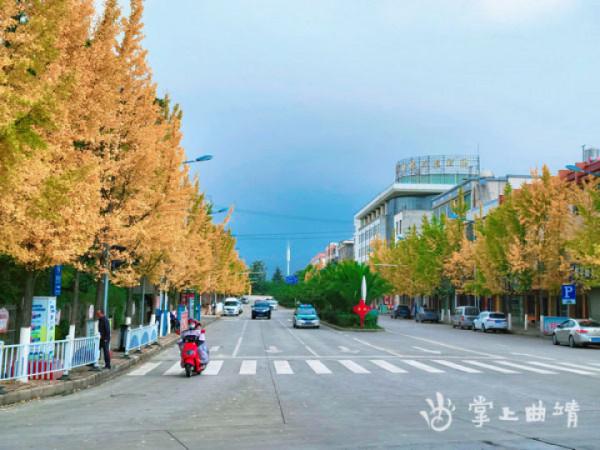 馬龍滿城盡帶黃金甲丨尹路倉/攝 馬龍滿城盡帶黃金甲丨尹路倉/攝