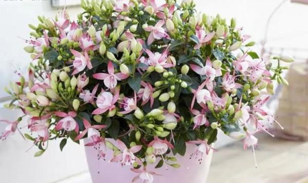 家裡光照少,可以養12種“陰性花”,“半陰地”更利於生長 家裡光照少,可以養12種“陰性花”,“半陰地”更利於生長