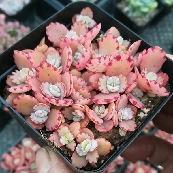 100種常見多肉圖鑑，比花還美，你認識幾種？