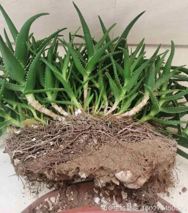 注意!花盆要是太深,養花要注意,很容易爛根 注意!花盆要是太深,養花要注意,很容易爛根