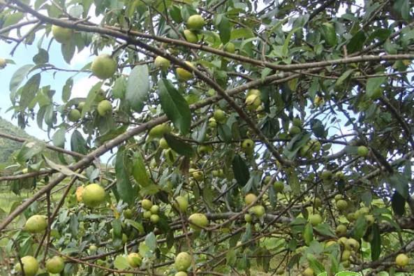 雲南不一樣的野味 雲南不一樣的野味