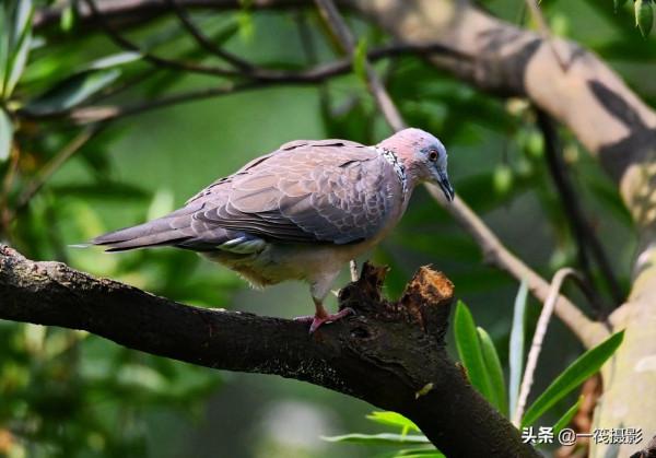 靠一隻腳生活著的珠頸斑鳩 靠一隻腳生活著的珠頸斑鳩