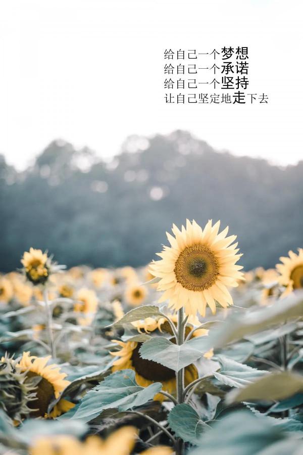 一隻奮鬥的小螞蟻&mdash;&mdash;輟學近三年時光