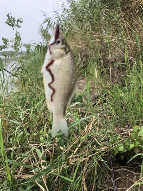 2021垂釣日誌之56,艱辛垂釣路,魚獲足補償 2021垂釣日誌之56,艱辛垂釣路,魚獲足補償