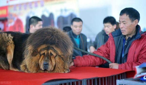 盤點世界上最兇猛的狗狗