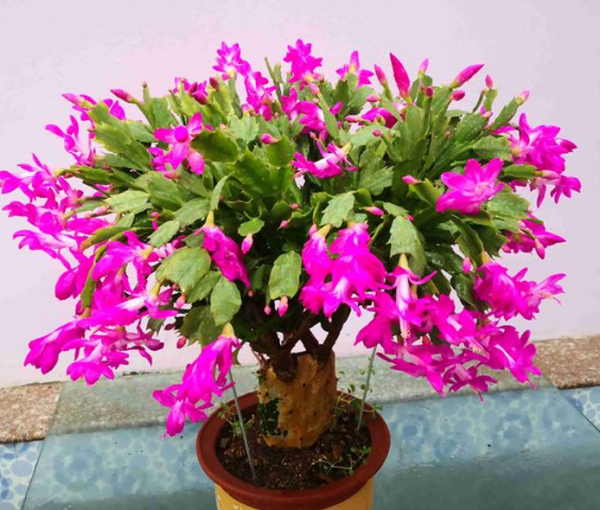 6種可以養成樹的&OpenCurlyDoubleQuote;多肉&rdquo;，地方大定要養一盆，越大越漂亮