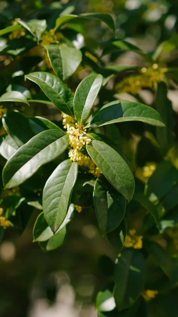 一葉知秋,烏鎮秋天的第一波美圖,誰看誰心動 | 烏鎮•美圖 一葉知秋,烏鎮秋天的第一波美圖,誰看誰心動 | 烏鎮•美圖