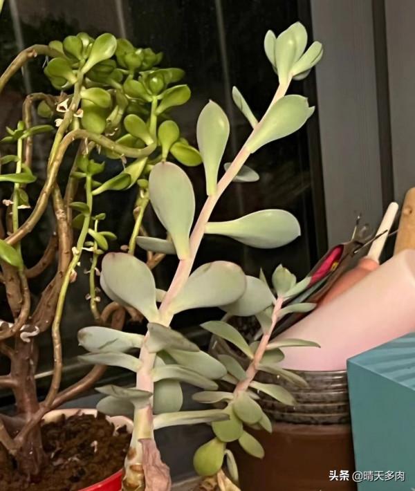 爸！別搞笑行嗎？看著你養的多肉，我覺得今年的聖誕樹有著落了