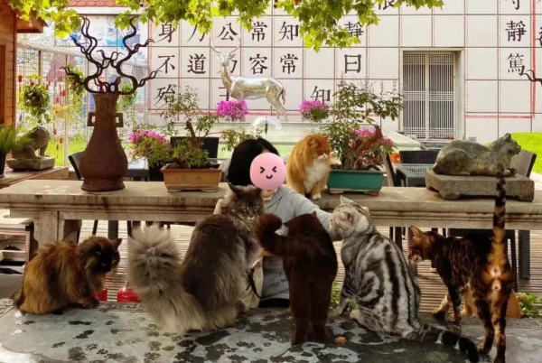 貼貓貓的新玩法 貼貓貓的新玩法