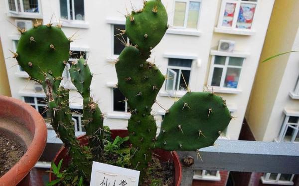 家有陽臺，適合養3種“醜花”，別嫌難看，它們可都是“氧氣機”