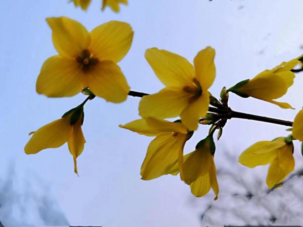 小小野花也漂亮