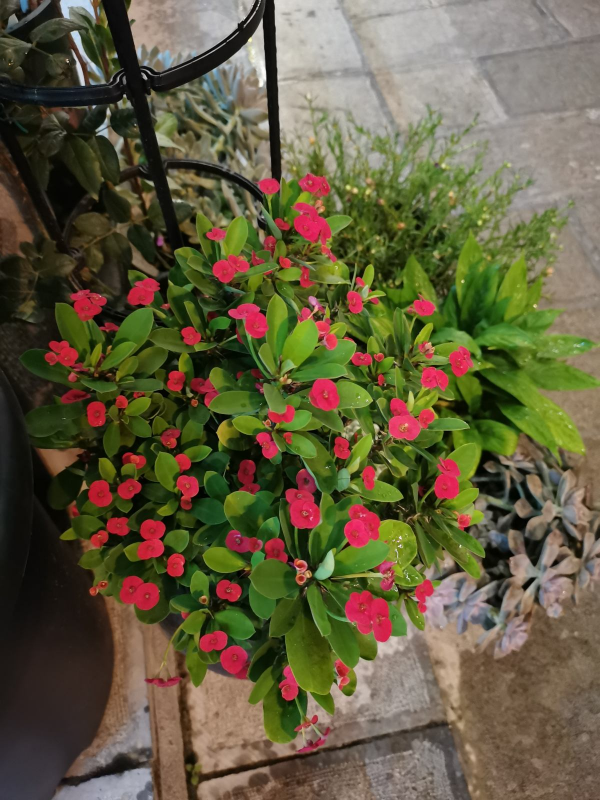 家裡光不好,別養這8種花,根本不開花 家裡光不好,別養這8種花,根本不開花