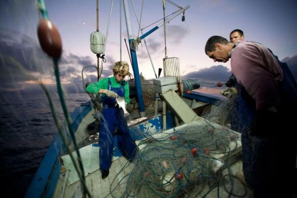 博物志 | 從繁盛到瀕危,這種鯊魚只用了40年 博物志 | 從繁盛到瀕危,這種鯊魚只用了40年
