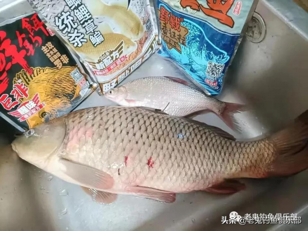 近岸釣流水，老鬼魚餌擒大鯉