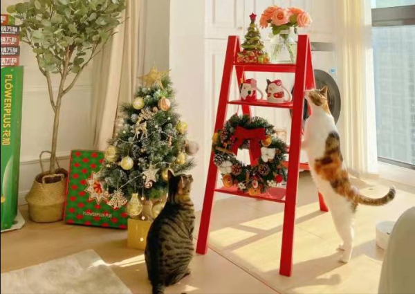 江蘇90後女主,因太會佈置而走紅,把50㎡小家裝得堪稱收納教科書 江蘇90後女主,因太會佈置而走紅,把50㎡小家裝得堪稱收納教科書