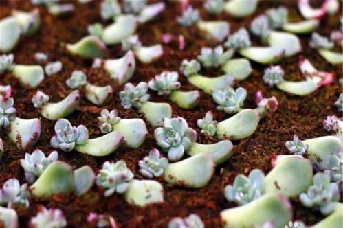 切記!把愛好當做事業一定要慎重 切記!把愛好當做事業一定要慎重