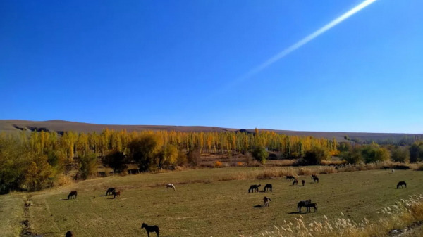 霍爾果斯秋景美不勝收! 霍爾果斯秋景美不勝收!