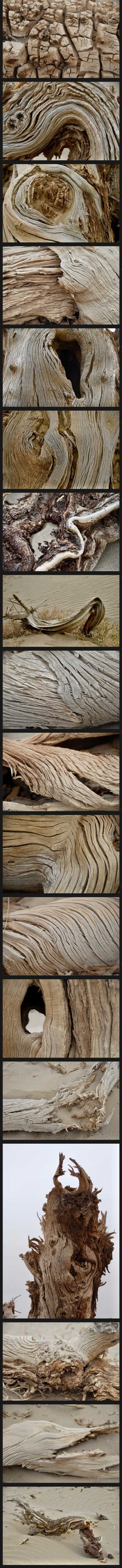 西樓影像「45」額濟納怪樹林 西樓影像「45」額濟納怪樹林