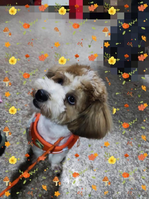 7天訓練出聽話狗狗，小型犬的訓練特點與方法