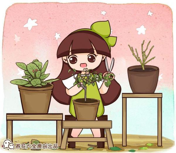 一年四季都開花，長壽花家庭養護方法，密密麻麻真好看