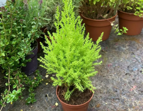 家庭養花場地小，不如就盆栽這4種，香味好聞，很容易養好