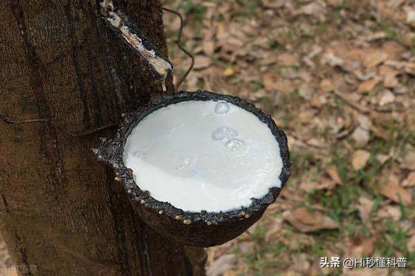 科學家稱：發現可以生產“石油”的樹，或有望解決能源危機問題？