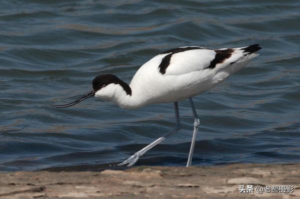 見過向上彎曲的鳥兒嘴嗎？