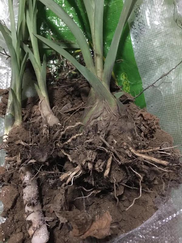 養花之後太多壞毛病了