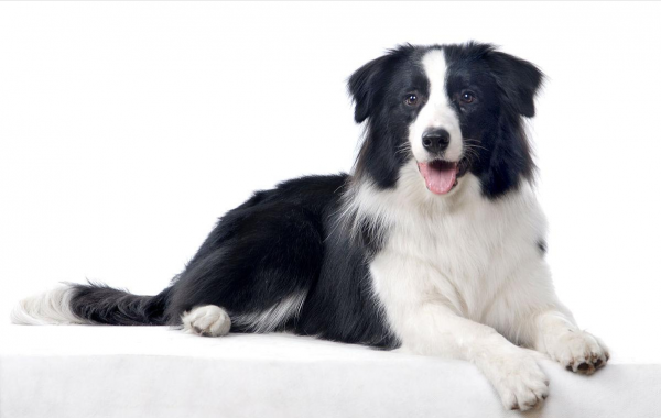 這8種狗狗，是犬類中最“特殊”的存在，你認識哪一隻？