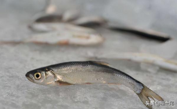 冬季北方釣友最喜歡的魚—池沼公魚作釣攻略!3分鐘學會,純乾貨 冬季北方釣友最喜歡的魚—池沼公魚作釣攻略!3分鐘學會,純乾貨