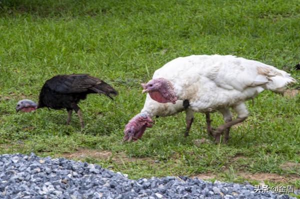 野生動物園的動物惹人喜愛,遊人對每一種動物都充滿興趣 野生動物園的動物惹人喜愛,遊人對每一種動物都充滿興趣