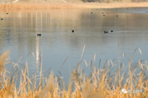 邂逅冬日浪漫！北京昌平這裡蘆葦成片，美得讓人心醉