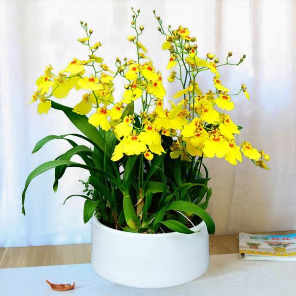 冬天買花“別吃虧”，這些年宵花，一個月內就漲價，現在買最省錢