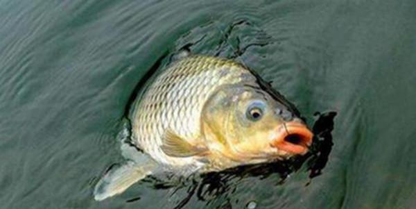 深秋野釣大板鯽,想要魚獲滿滿不空軍,這三個因素不可忽略 深秋野釣大板鯽,想要魚獲滿滿不空軍,這三個因素不可忽略