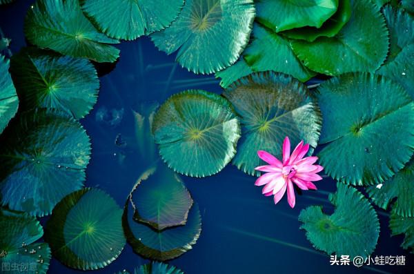 12種喜陰耐蔭睡蓮推薦 12種喜陰耐蔭睡蓮推薦