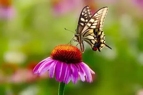 你第一眼看到啥動物，看到蝴蝶等於脾氣好