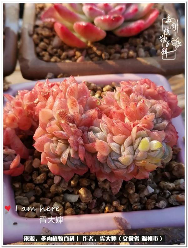 因多肉遇見滿滿的愛和美好，有多肉相伴，歲月生香
